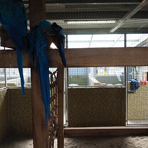 Blue-and-gold macaw indoor housing, 2019-04-06