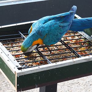 Blue-and-gold macaw (Ara ararauna) on feeding plateau, 2019-04-06