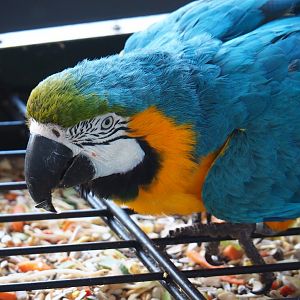 Blue-and-gold macaw (Ara ararauna), 2019-04-06