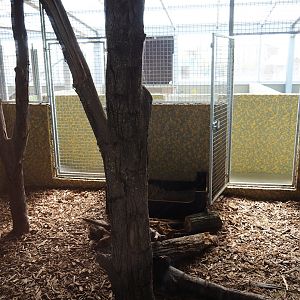 Giant anteater indoor exhibit, 2019-04-06