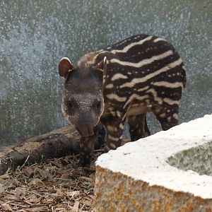 South American tapir (Tapirus terrestris) calf Yoep, 2019-04-06