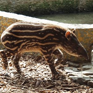 South American tapir (Tapirus terrestris) calf Yoep, 2019-04-06
