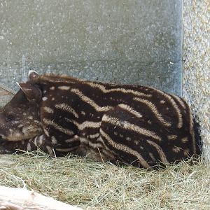 South American tapir (Tapirus terrestris) calf Yoep, 2019-04-06