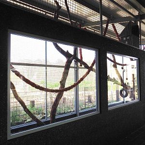 White-nosed coati exhibit, 2019-04-06