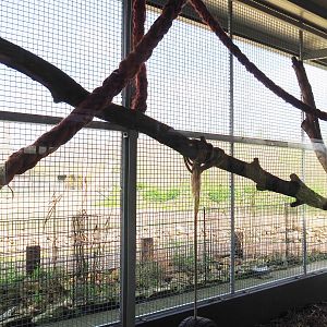 White-nosed coati exhibit, 2019-04-06
