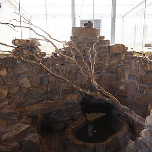 Rocky cavy and Guira cuckoo indoor housing, 2019-04-06