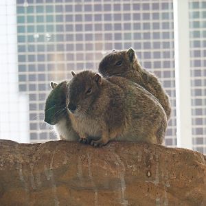 Rock cavies (Kerodon rupestris), 2019-04-06