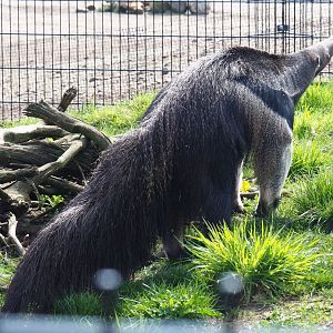 Giant anteater (Myrmecophaga tridactyla), 2019-04-06