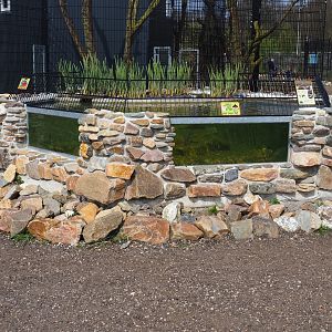 Alligator snapping turtle exhibit, 2019-04-06