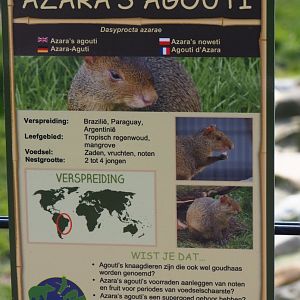 Sign Azara's agouti, 2019-04-06