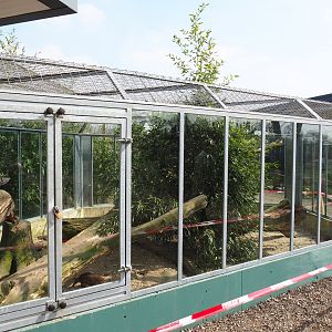 Common cusimanse exhibit, 2019-04-06