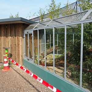 Common cusimanse exhibit, 2019-04-06