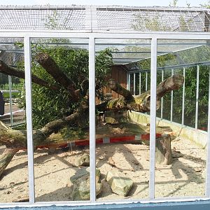 Common cusimanse exhibit, 2019-04-06