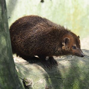 Common cusimanse (Crossarchus obscurus), 2019-04-06