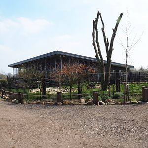 South American house and Giant anteater - Azara's agouti paddock, 2019-04-06