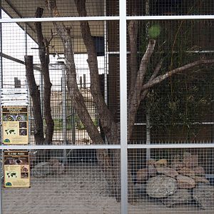 Chacoan mara and Ferruginous pygmy owl exhibit, 2019-04-06