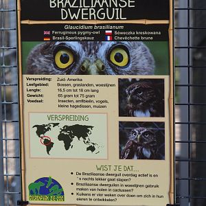 Sign Ferruginous pygmy owl, 2019-04-06