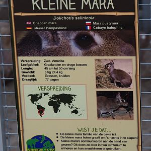 Sign Chacoan mara, 2019-04-06
