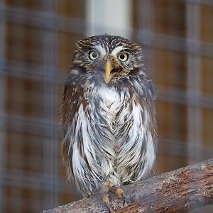 Ferruginous pygmy owl (Glaucidium brasilianum), 2019-04-06