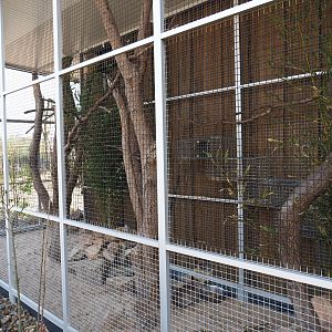 Chacoan mara - Ferruginous pygmy owl exhibit, 2019-04-06