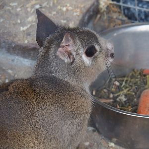 Chacoan mara (Dolichotis salinicola), 2019-04-06