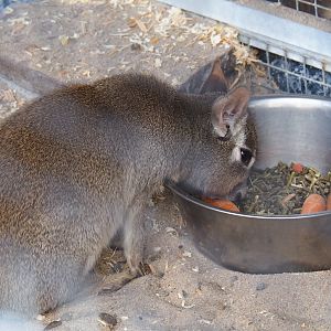 Chacoan mara (Dolichotis salinicola), 2019-04-06