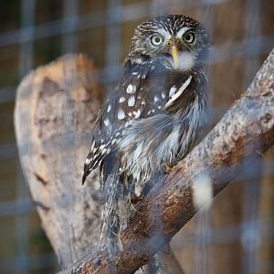 Ferruginous pygmy owl (Glaucidium brasilianum), 2019-04-06