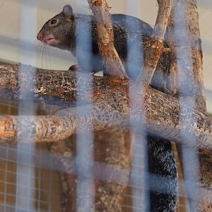 Yucatan squirrel (Sciurus yucatanensis), 2019-04-06