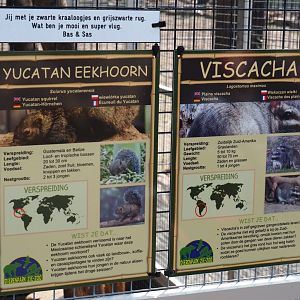 Signs Plains viscacha - Yucatan squirrel, 2019-04-06