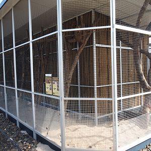 Plains viscacha - Yucatan squirrel exhibit, 2019-04-06