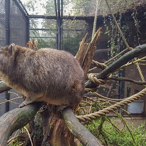 Syrian rock hyrax (Procavia capensis syriacus)