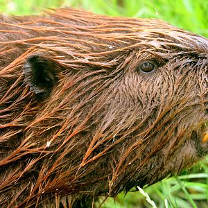 North American beaver; All Things Wild; 5th June 2019