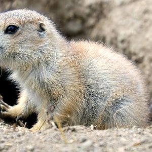 Young black-tailed prairie dog; All Things Wild; 5th June 2019