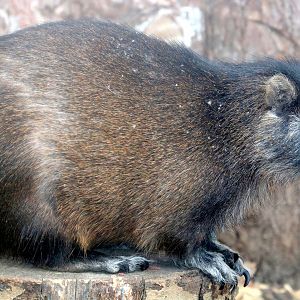 Cuban hutia; All Things Wild; 5th June 2019