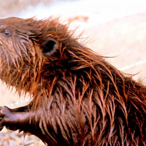 North American beaver; All Things Wild; 5th June 2019