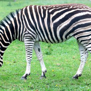 Chapman's zebra; All Things Wild; 5th June 2019