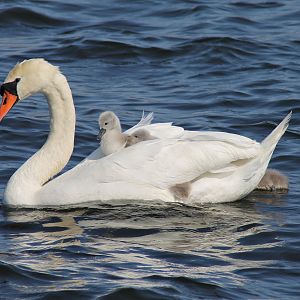 Mute swan female with her cygnets