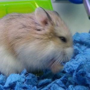 Djungarian hamster
