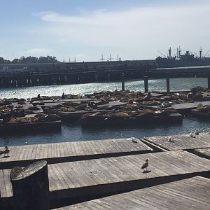 San Francisco sea lions