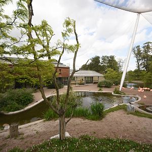 Caribbean flamingo aviary