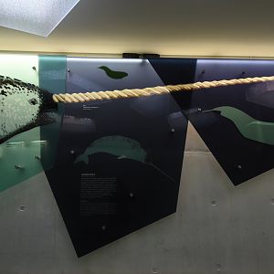 The Arctic ring - education