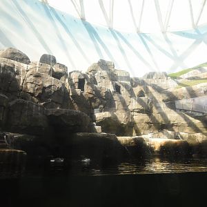 The Arctic ring - Puffin & Guillemot enclosure