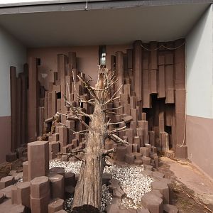 Hamadryas baboon enclosure