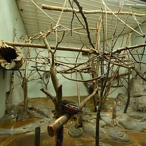 Monkey house - White-faced saki enclosure