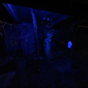 Night house - Moholi galago and Armadillo enclosure