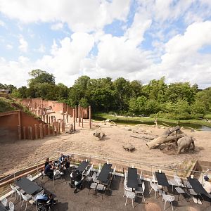Asian elephant herd enclosure