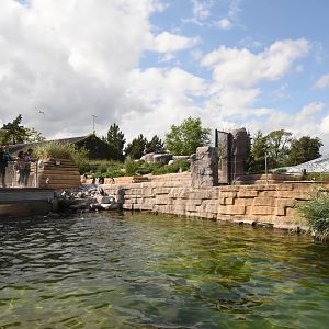 Humboldt penguin enclosure