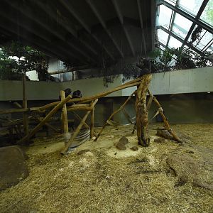 Chimpanzee enclosure 1