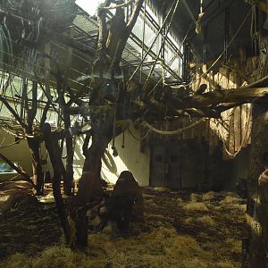 Chimpanzee enclosure 2