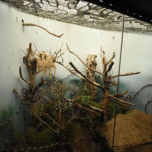 Bird enclosure in tropical house